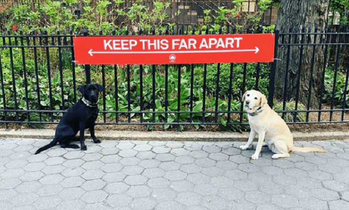 Animals Practicing Social Distancing