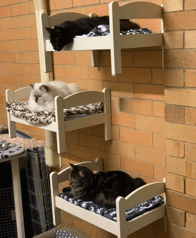 cat siblings on cat beds