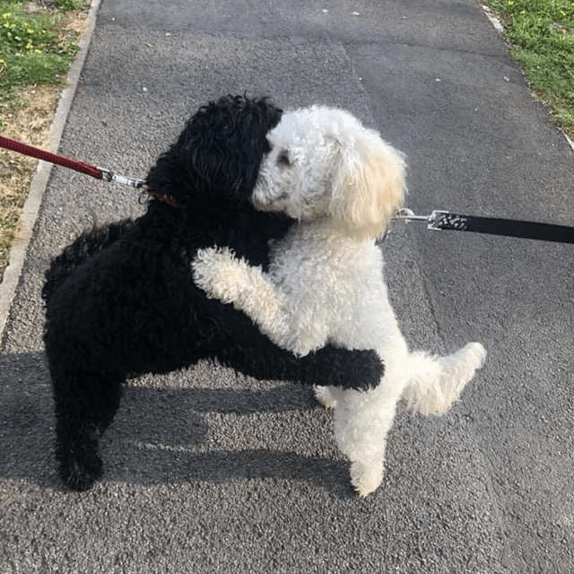 Long-Lost Dog Siblings Recognized Each Other on the Street and Immediately Hugged