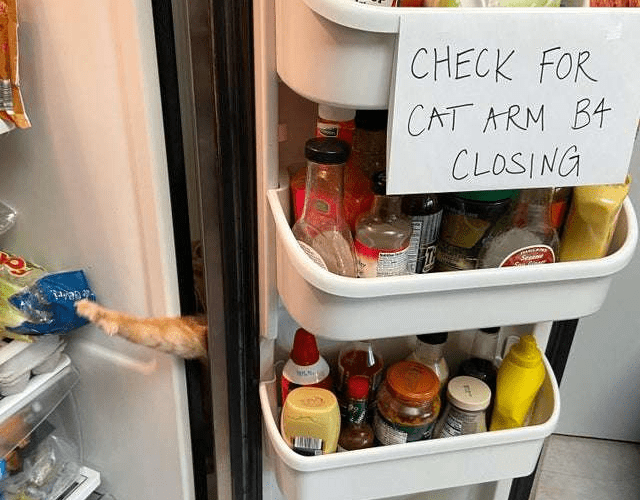 This Sneaky Cat Thinks he has Mastered Fridge Raiding