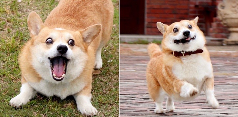 Hilariously Expressive Corgi