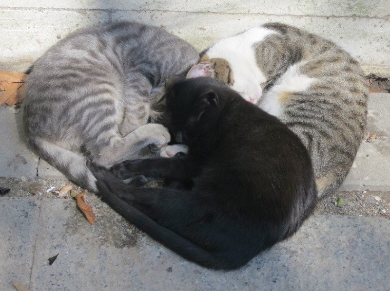 Coolest Sleeping Cat Formations