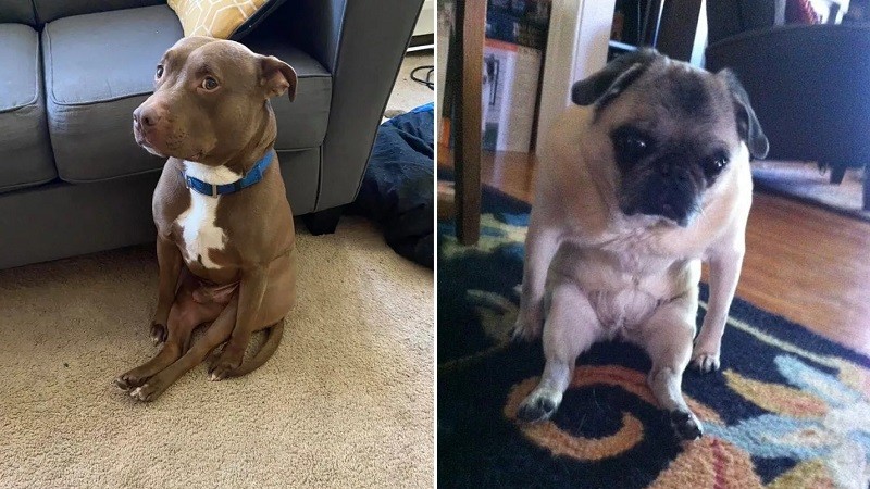 Dogs Sitting Weirdly