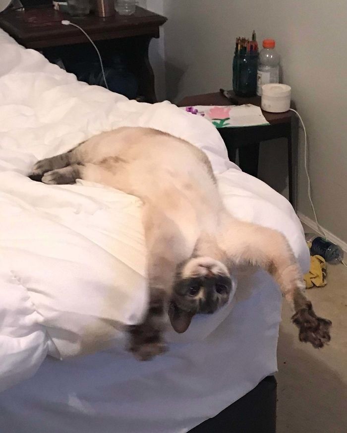 Hilarious Photos of Cats Acting Weird