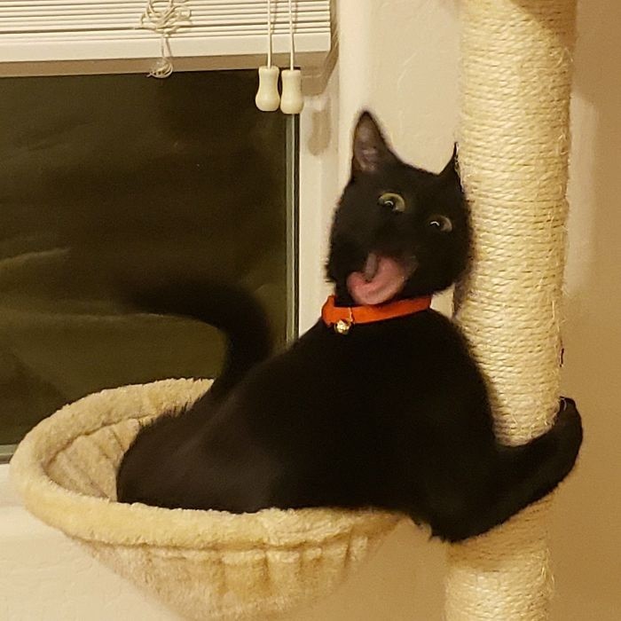 Hilarious Pics of Cats Malfunctioning