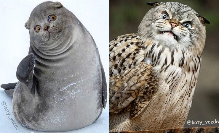 Photos Proving Cat Faces Make Everything Funnier