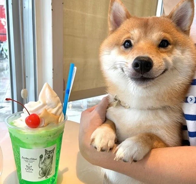 Adorable Smiling Shiba Inu