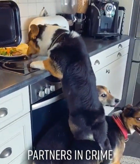 Big Brothers Help Smaller Corgi Steal Food