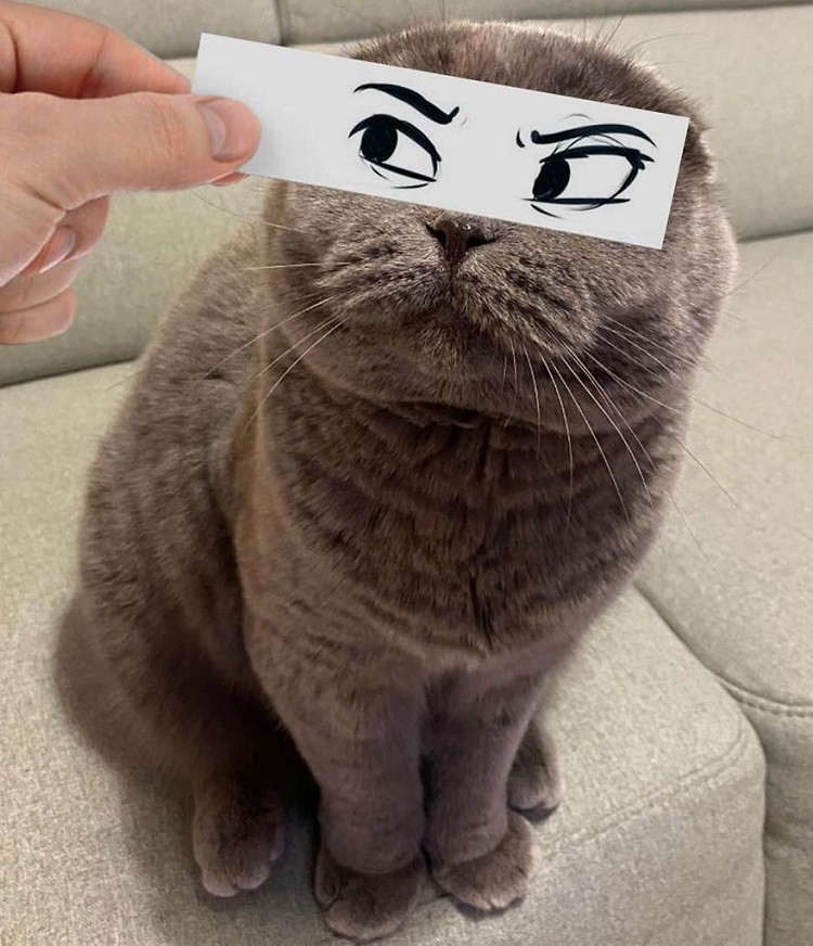 Dad Draws Hilarious Cartoon Expressions for Cats