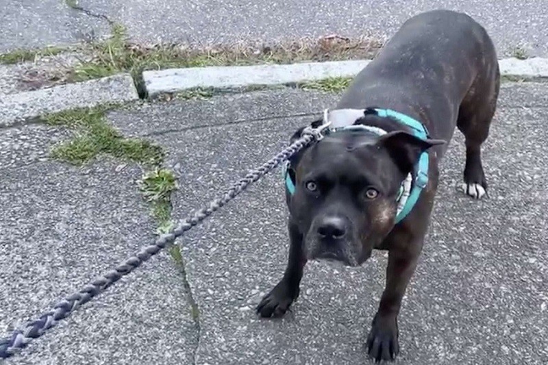 Dog Pulls Mom to Beach During Walks