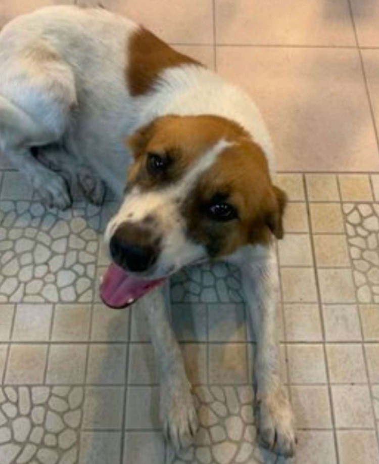 Grateful Stray Dog Loves Visiting Good Samaritan's Workplace