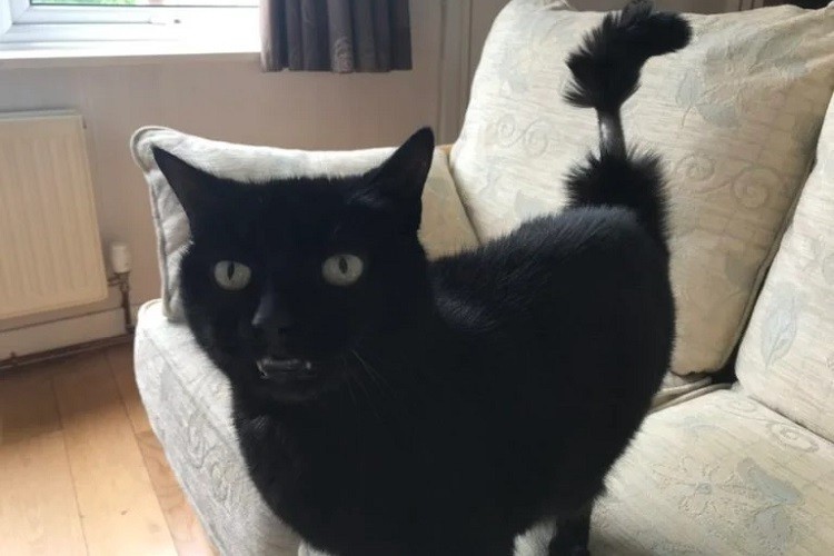 hilarious photos of cats with bad haircuts