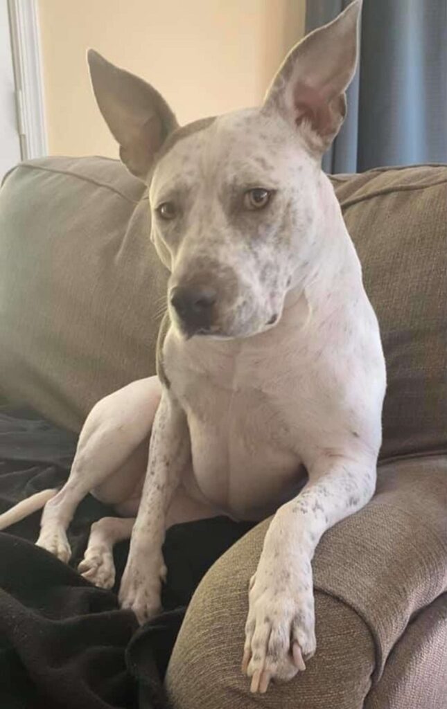 Pup Tricks Sibling into Giving up Prime Sofa Spot