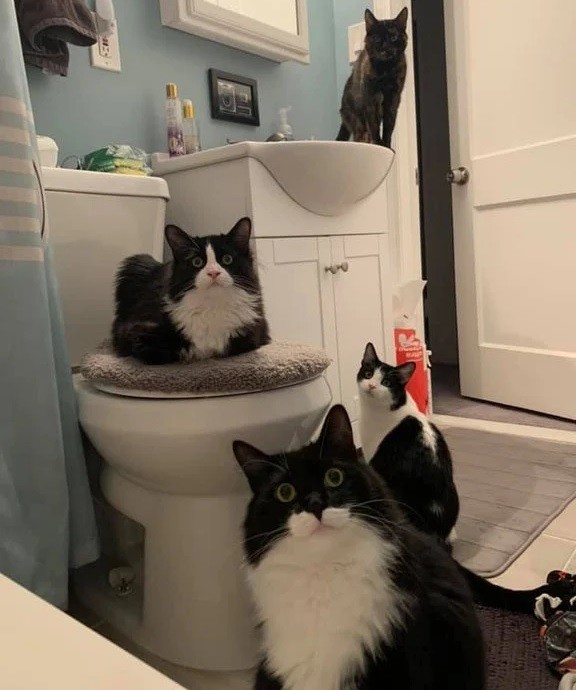 clingy cats