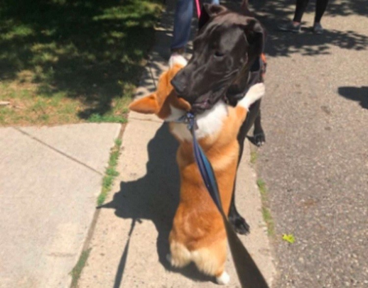 Adorable Corgi Loves Hugging Other Dogs