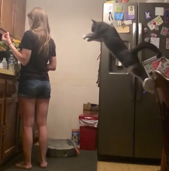 Rescue Cat Loves Flying to New Mom