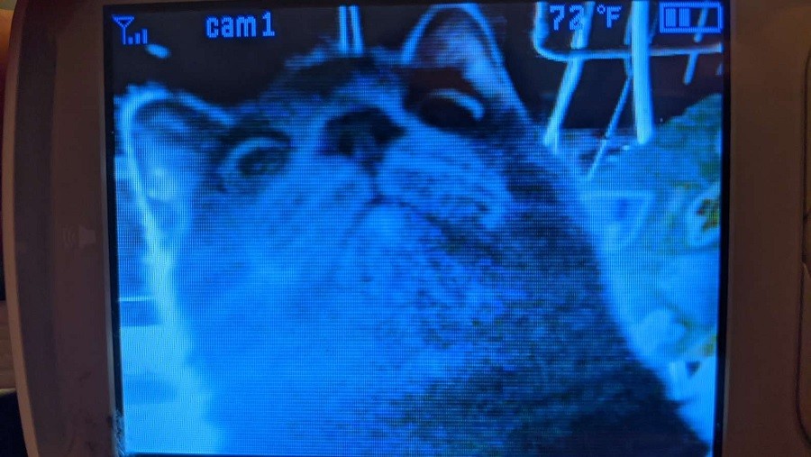 Sneaky Kitten Swats Baby Monitor When Mom Scolds Her