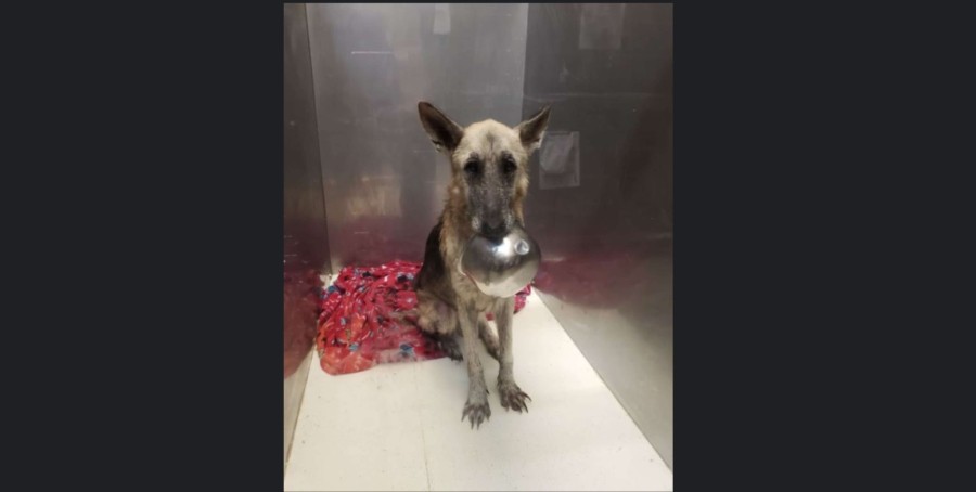 Stray Pup Begs For Treats