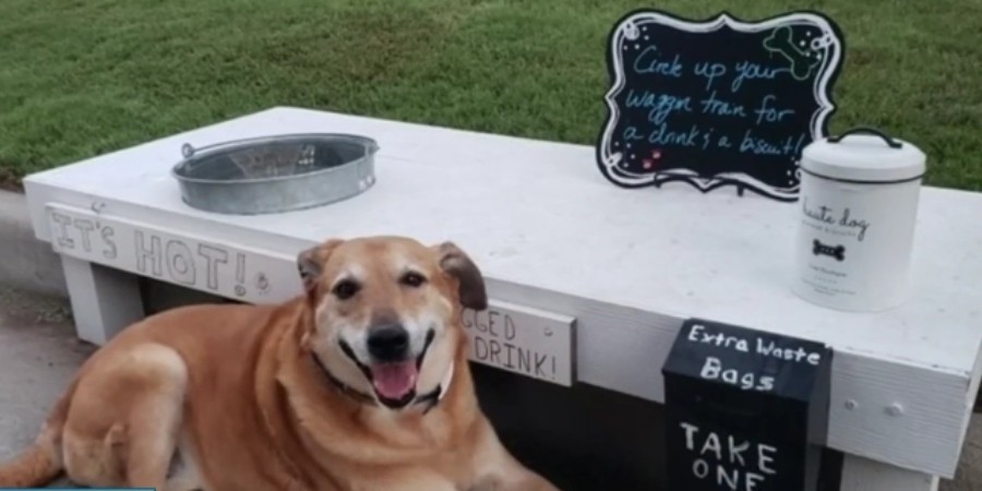 Front Yard Into Stop-over With Water and Treats For Neighbors’ Pets