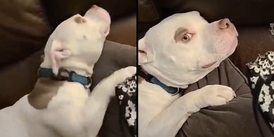 Adorable Dog Fails to Hide her Guilt After Causing Trouble