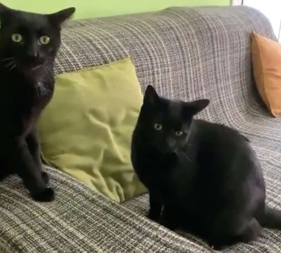 Case of Mistaken Identity Turned into a Pet Adoption