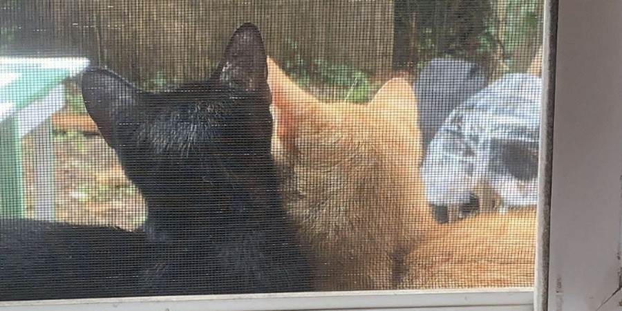 Cat Couple finds a Home with Human Couple