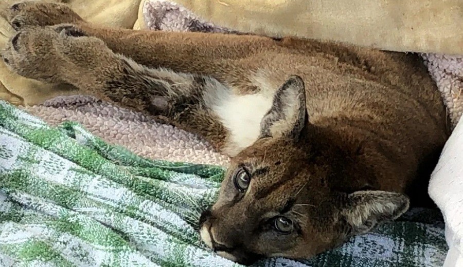 rescue cougar