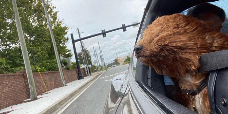 Fluffy Passengers