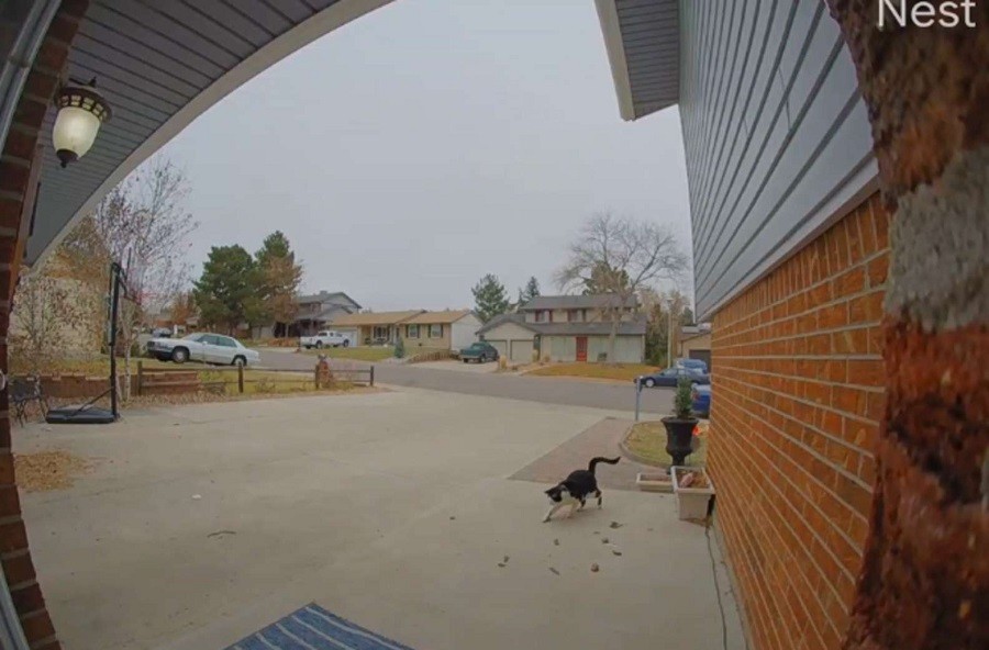 Playful Cat Trolls Mom on Doorbell Camera