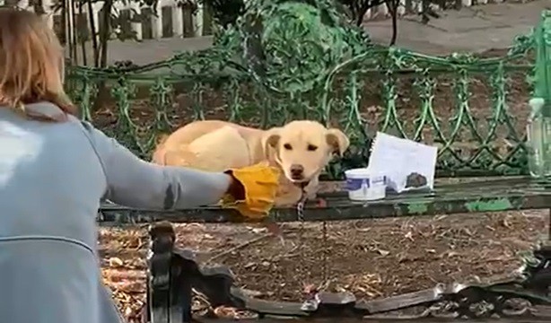 Rescuers Help Puppy Abandoned With a Note