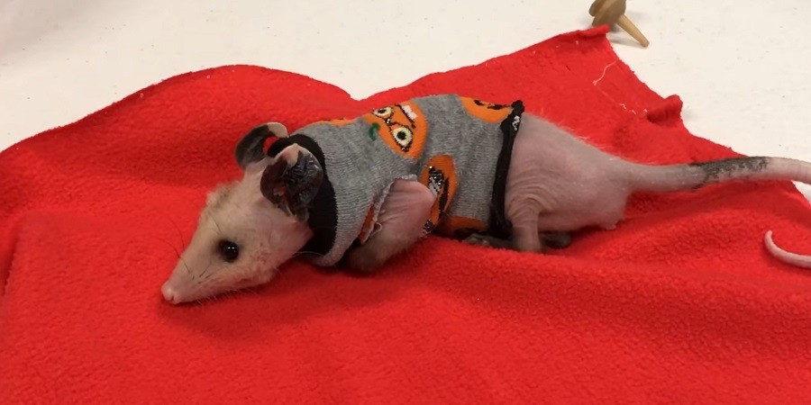 Tiny Possum