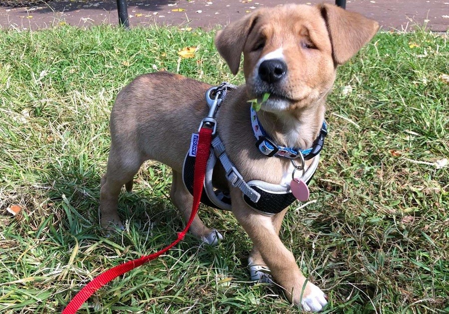 rescue pup squint