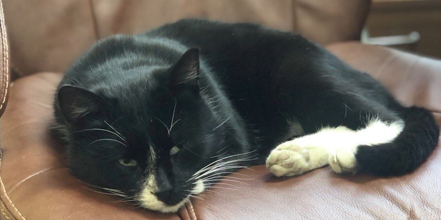 Cat Saved from Garbage Plant is Now Called Deputy Environment Minister