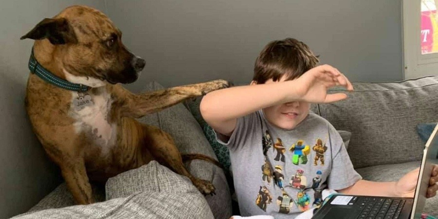 Clingy Dog Keeps Wanting Brother's Attention During Zoom Classes