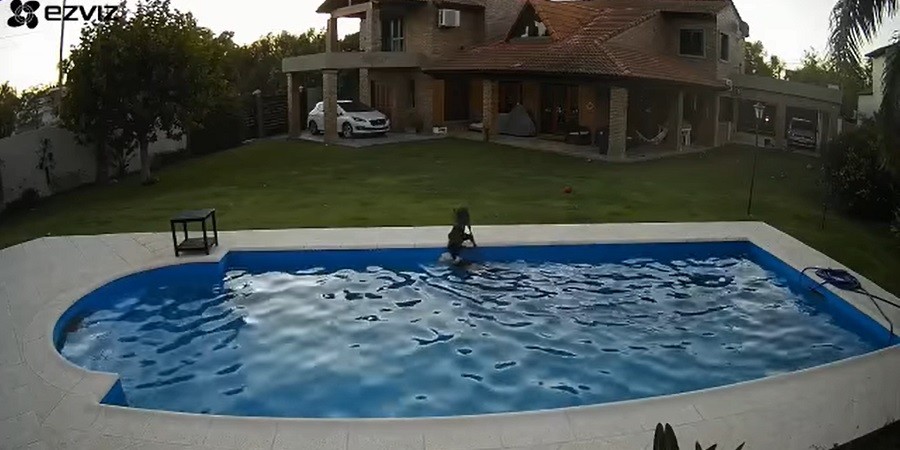 Hero Pup Saves Senior Dog Who Fell in Pool