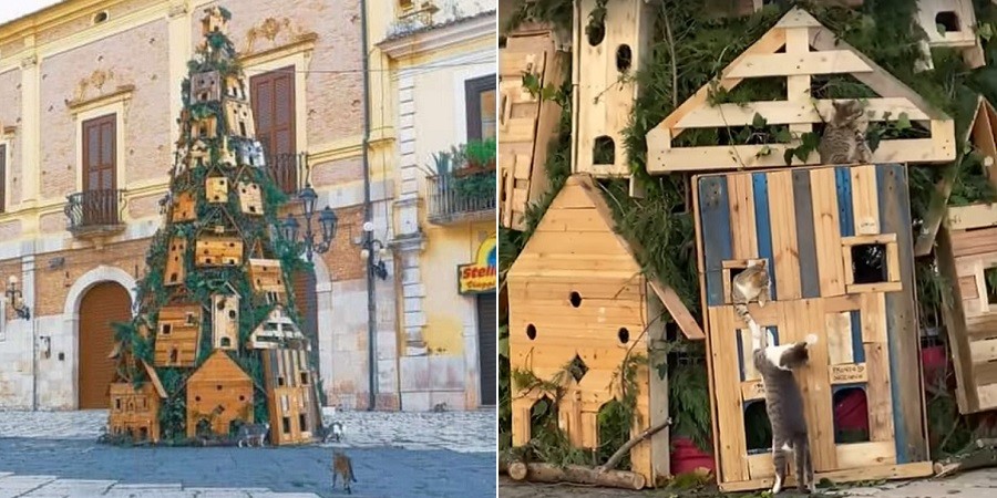 Local Cats Take Shelter in Town's Christmas Tree