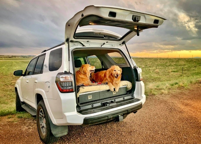 Pet Parents Who Spared No Expense for Their Pups