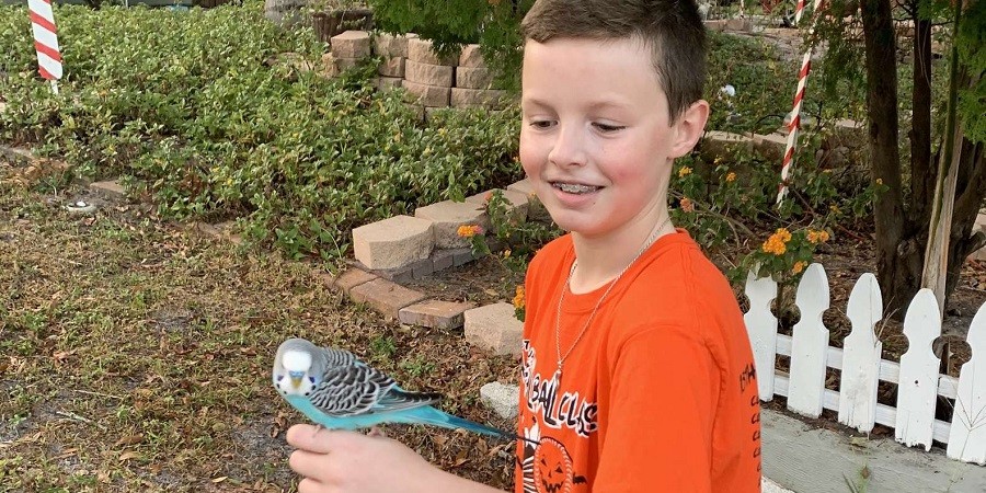 Stray Parakeet Adopts Boy