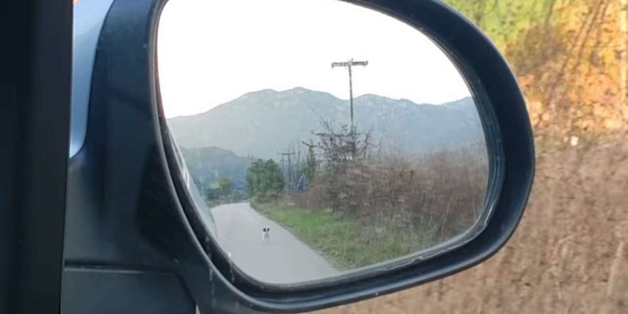 Stray Pup Chases Car so He can be Rescued