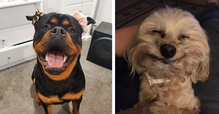 smiling dogs