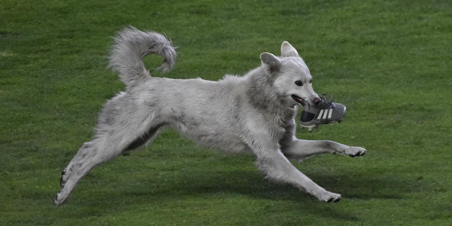 Dog Disrupts Soccer Match and Chews On Player's Shoe