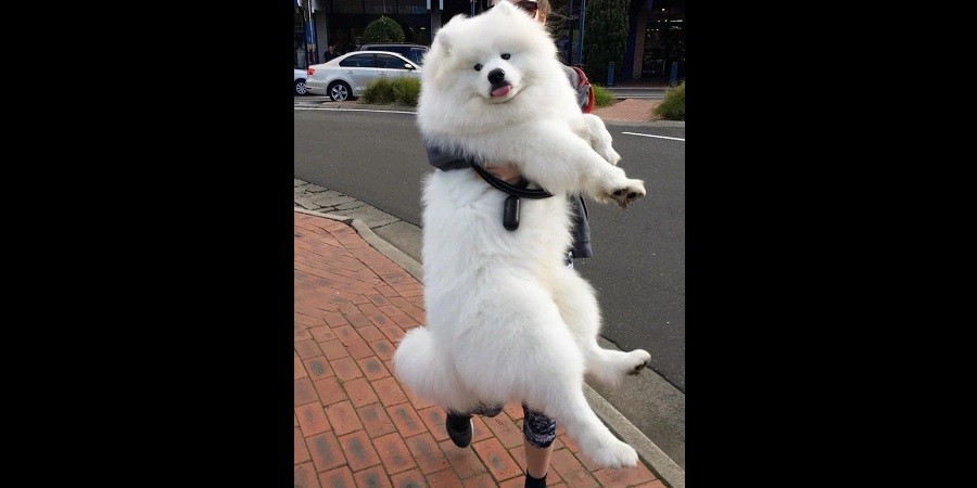 Giant Dogs Who Still Act like Puppies