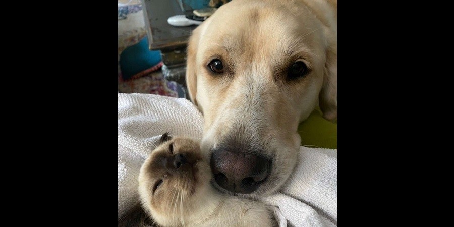 Sweet Dog Helps Tame Feral Kitten