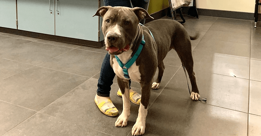 pit bull adoption