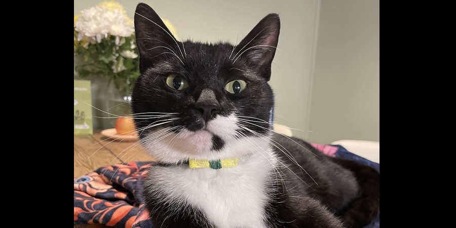 postcat billy