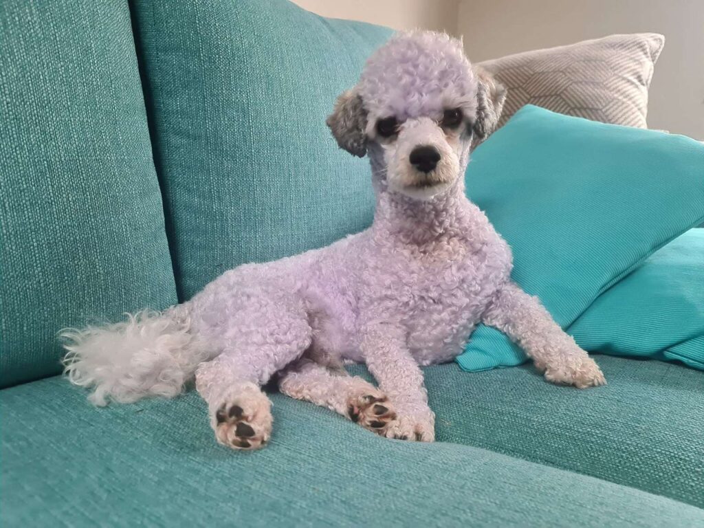 Woman unintentionally turns her dog into “a blueberry”