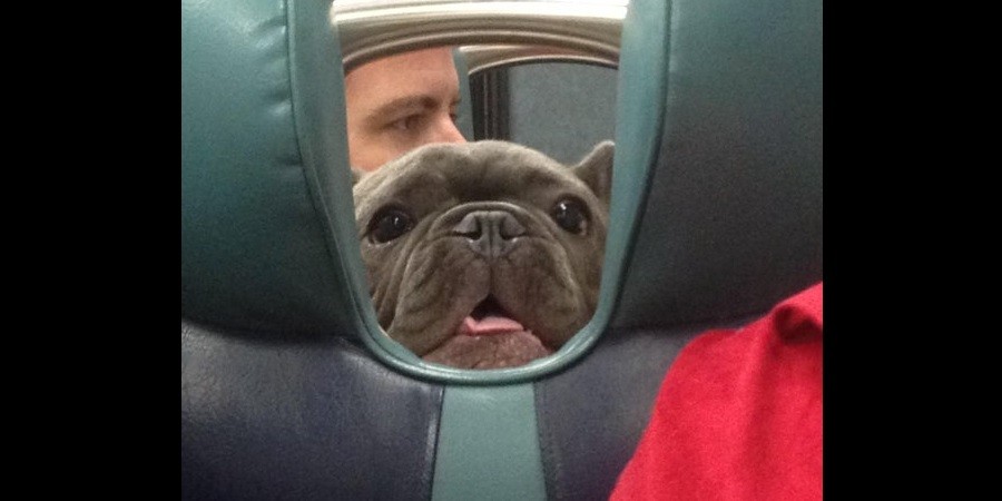 15 Adorable Travel Photos of Well-Behaved Pets