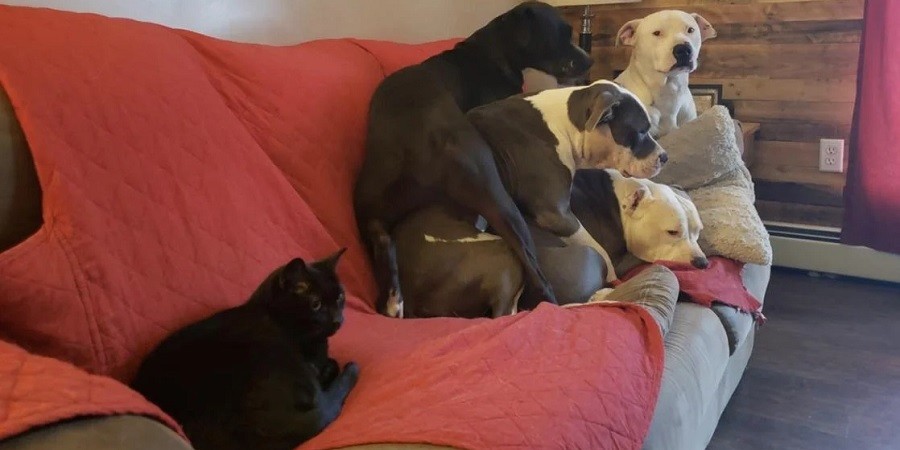 15 Cat Photos that Hilariously Show their True Nature