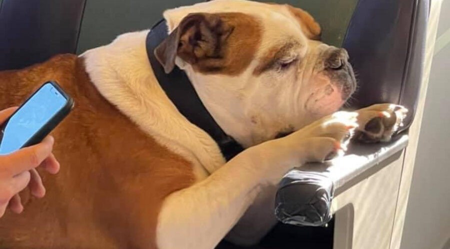 Lost bulldog hitches a 'great' train ride home