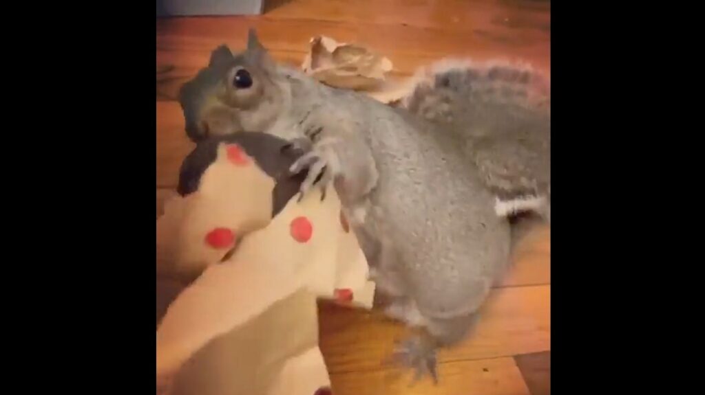 Adorable Squirrel Excitedly Opens Her Present